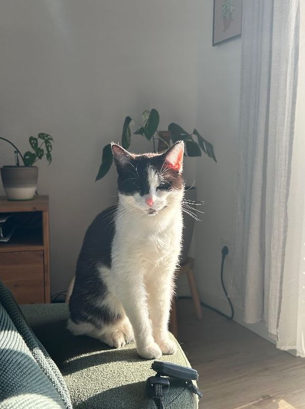 Vermisst: Katze Leyla in 68309 Mannheim-Käfertal