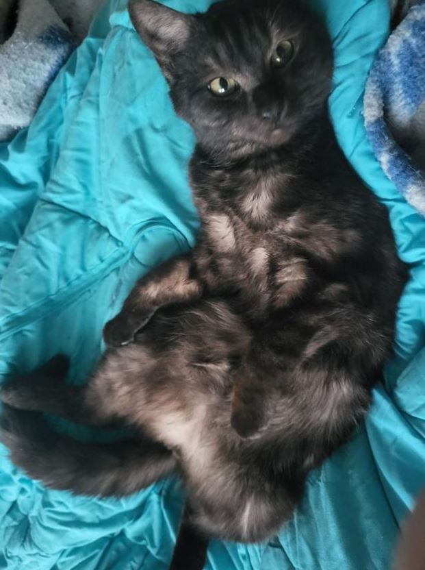 Vermisst: Kater Momo in 68219 Mannheim-Rheinau