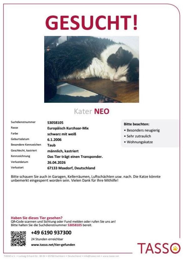 Vermisst: Kater Neo in 67133 Maxdorf
