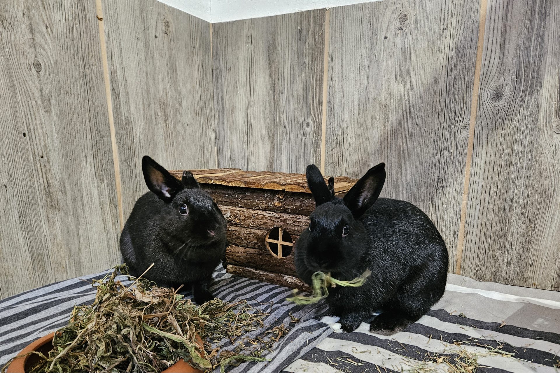 Kiko & Molly