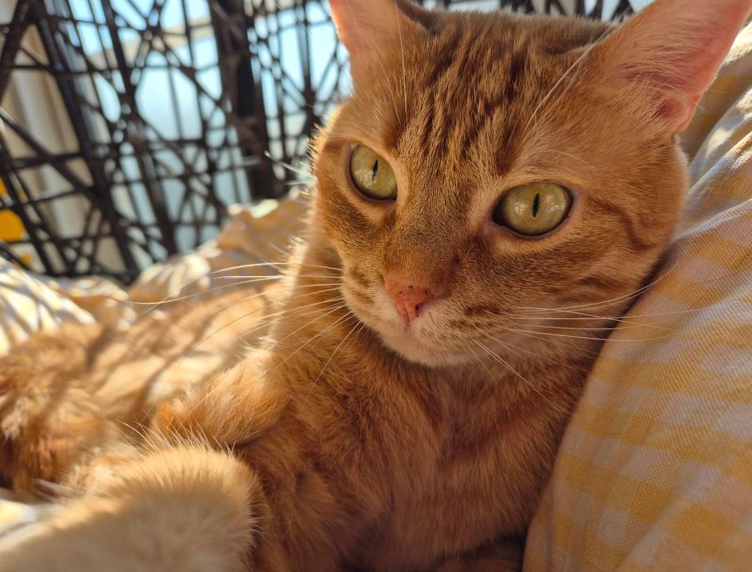 Pinnwand: Aslan