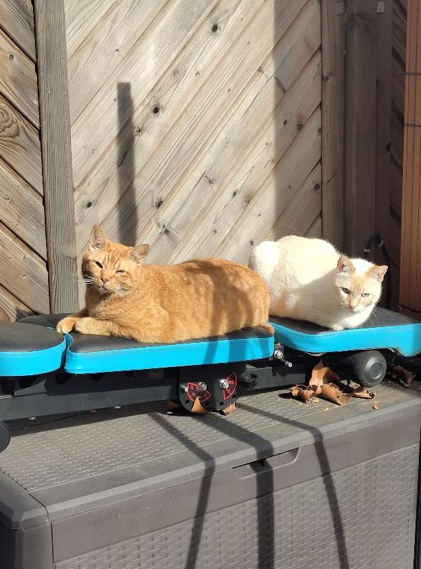 Pinnwand: Lea, Clara, Rufus und Nero