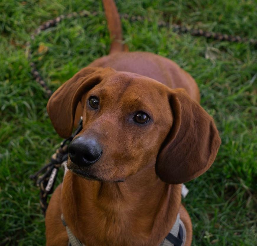 Pinnwand: Peanut