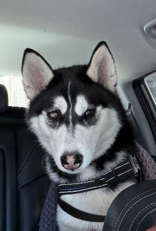 Pinnwand: Zorro