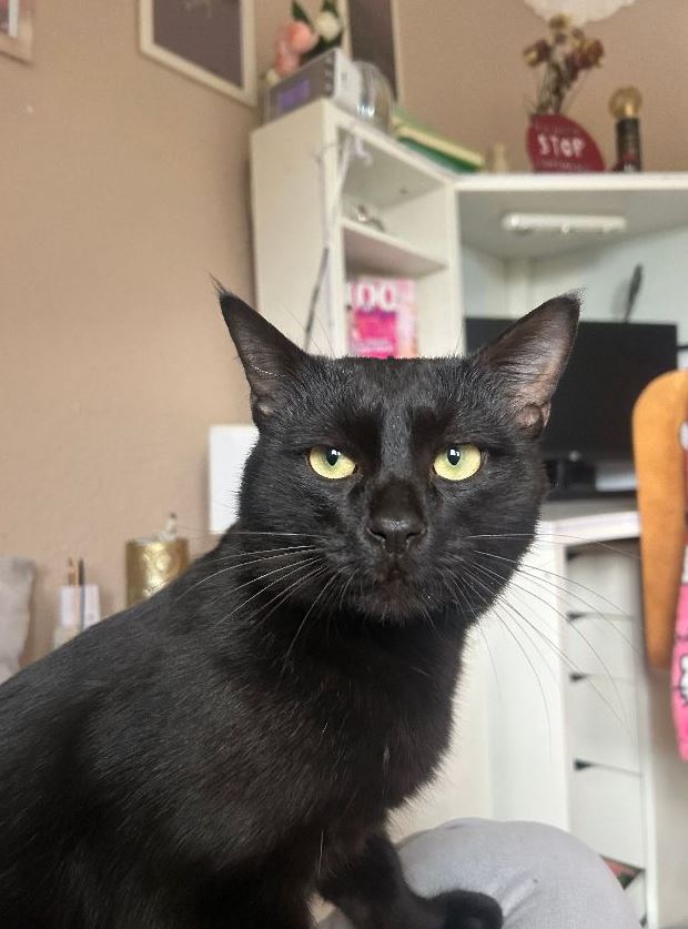 Vermisst: Katze Kara in 68219 Mannheim-Rheinau