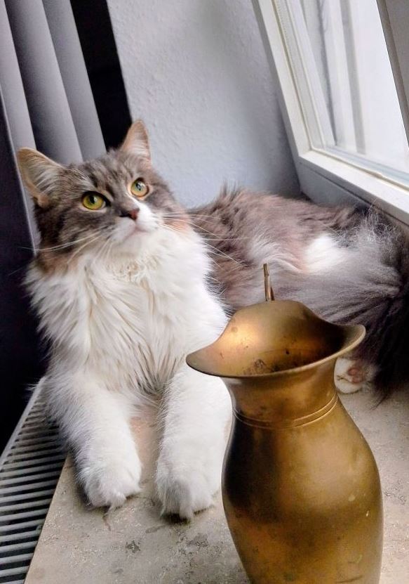 Vermisst: Katze Leecha in 68167 Mannheim-Neckarstadt