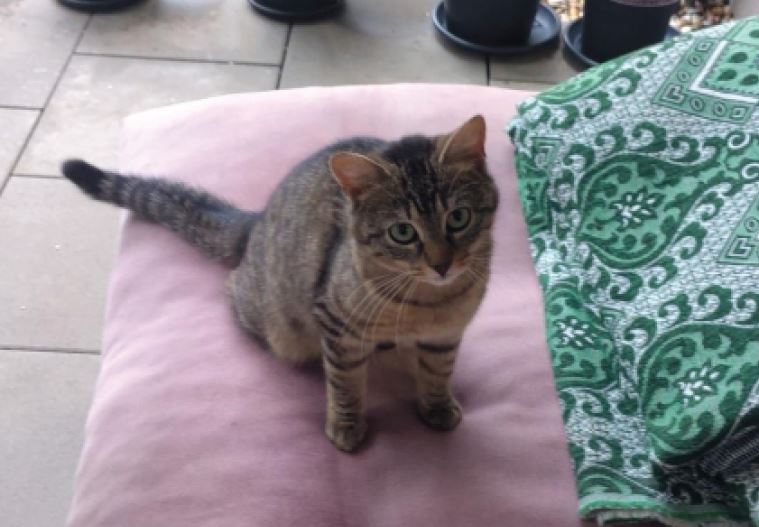 Vermisst: Katze Luki in 68309 Mannheim-Käfertal