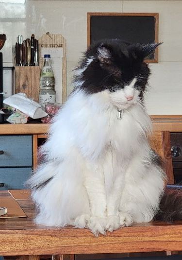 Vermisst: Kater Max in 68549 Ilvesheim