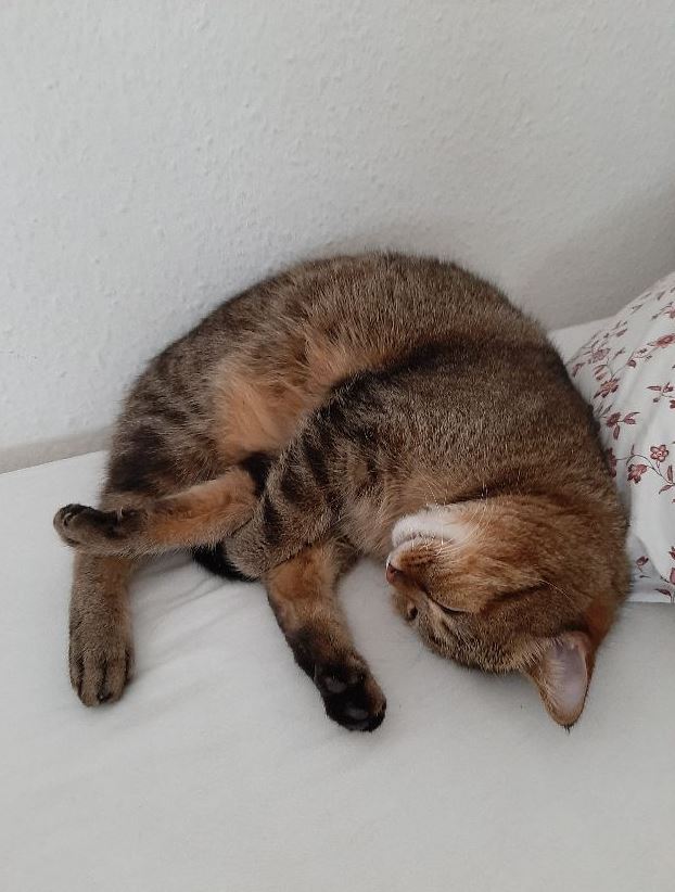 Vermisst: Kater Pascha in 68161 Mannheim-Innenstadt