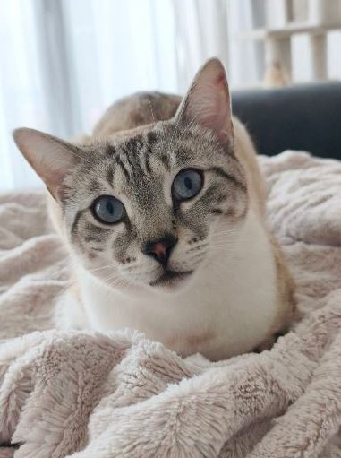 Vermisst: Kater Scampi in 68623 Lampertheim-Hofheim