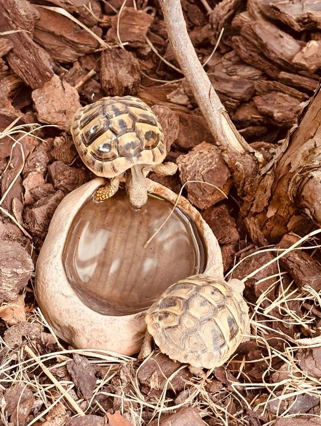 Vermisst: Griechische Landschildkröte Yuna in 68305 Mannheim-Waldhof