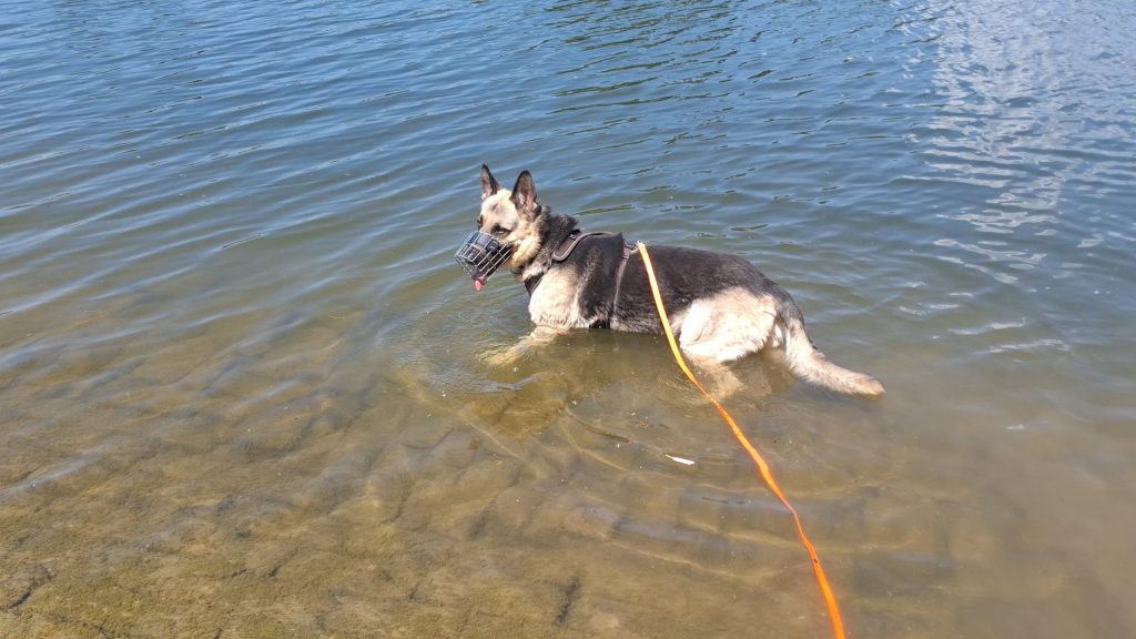 Tucky, Osteuropäischer Schäferhund – Tierheim Mannheim