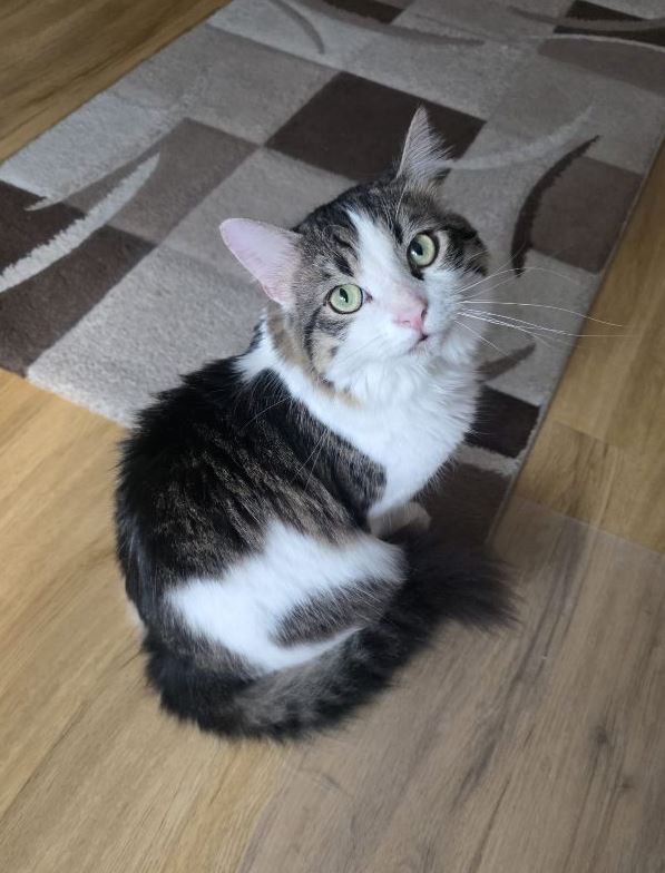 Pinnwand: Tobi