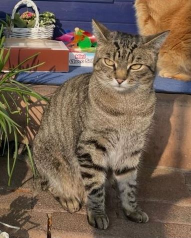 Vermisst: Katze Anton in 68307 Mannheim-Sandhofen
