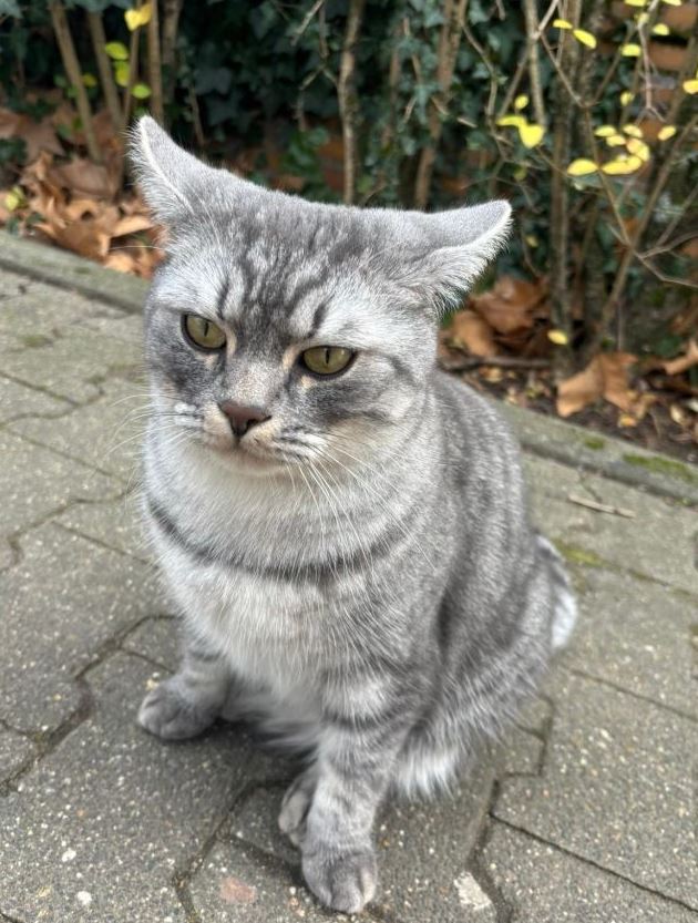 Vermisst: Kater Aslan in 68169 Mannheim-Neckarstadt