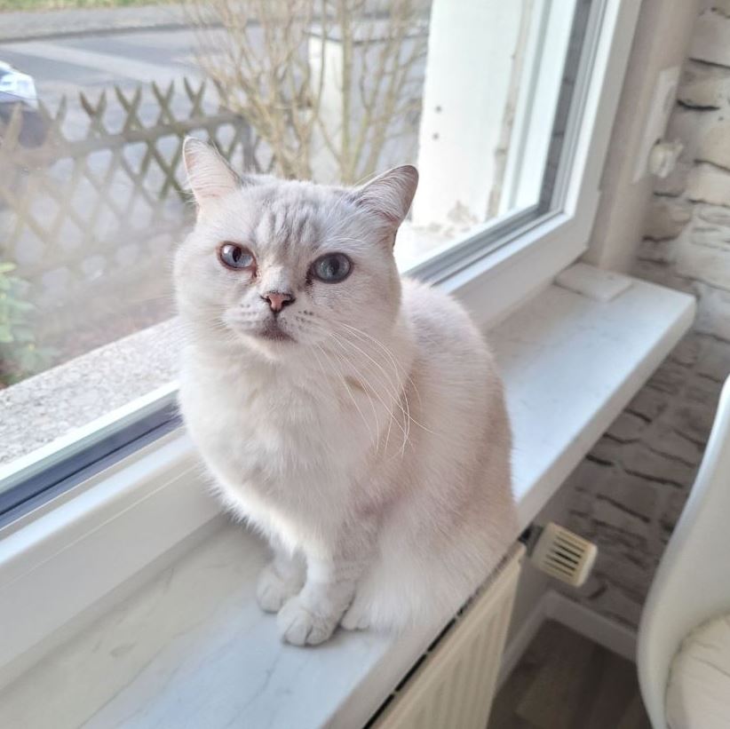 Vermisst: Katze Kari in 68305 Mannheim-Gartenstadt