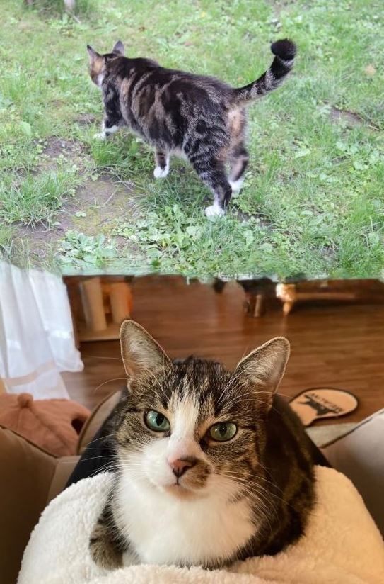 Vermisst: Katze Kisha in 68519 Viernheim