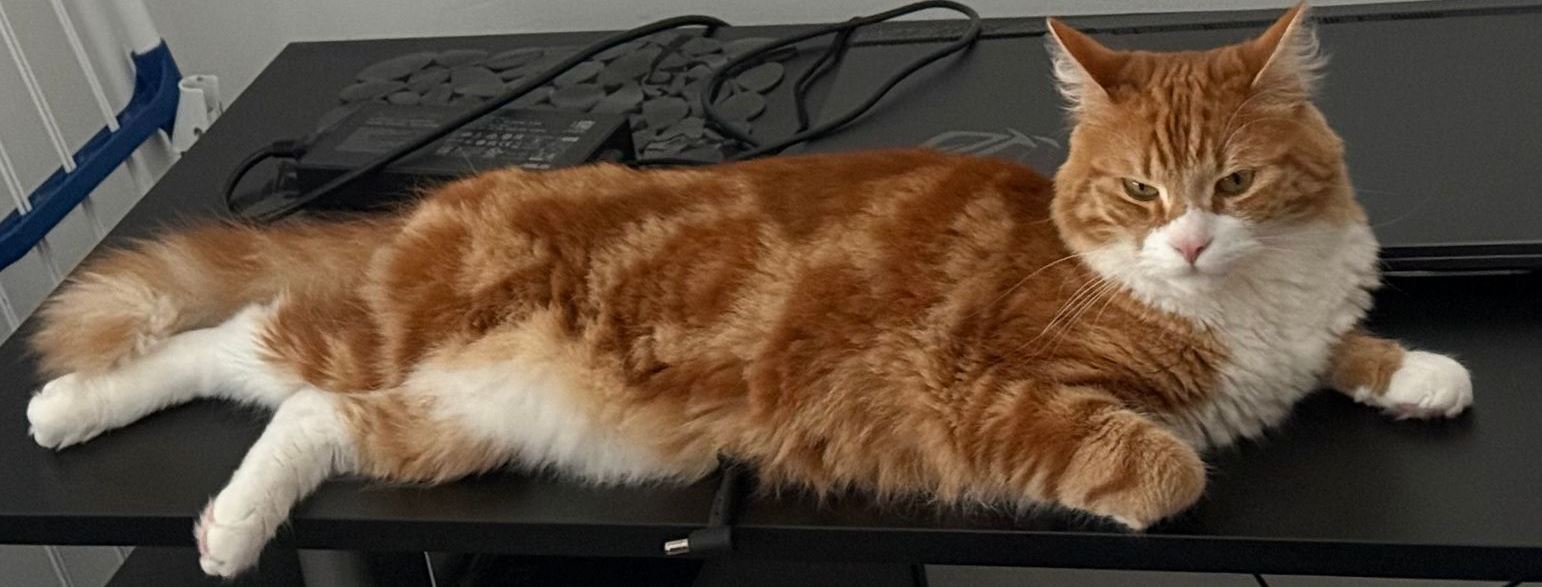 Vermisst: Kater Leo in 68167 Mannheim-Neckarstadt