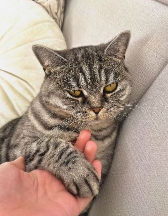 Vermisst: Katze Liya in 68219 Mannheim-Rheinau