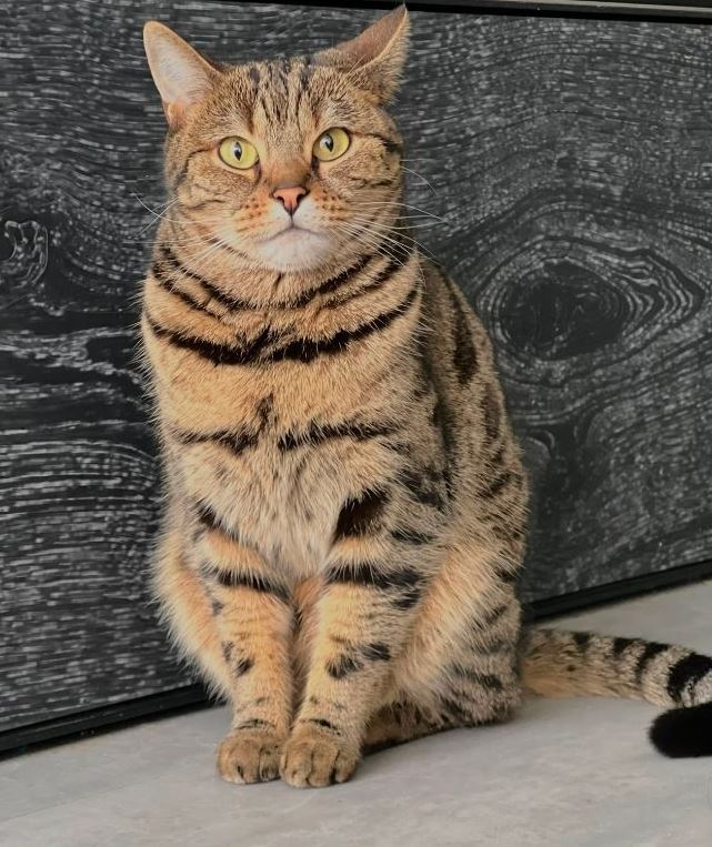 Vermisst: Katze Pitirik in 68309 Mannheim-Käfertal