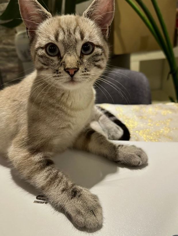 Vermisst: Kater Simba in 68259 Mannheim-Feudenheim