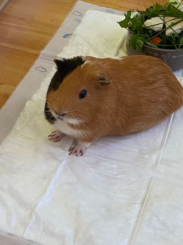 Pinnwand: Loly