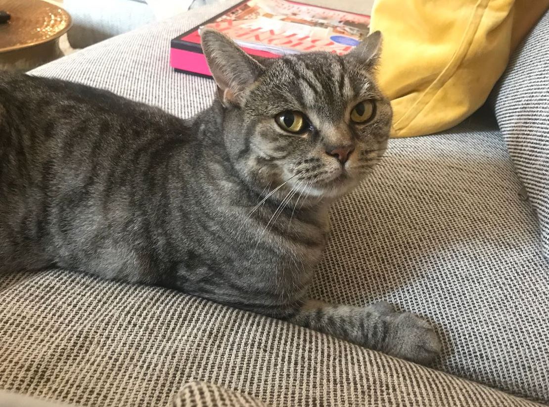 Vermisst: Katze Coco in 68199 Mannheim-Neckarau