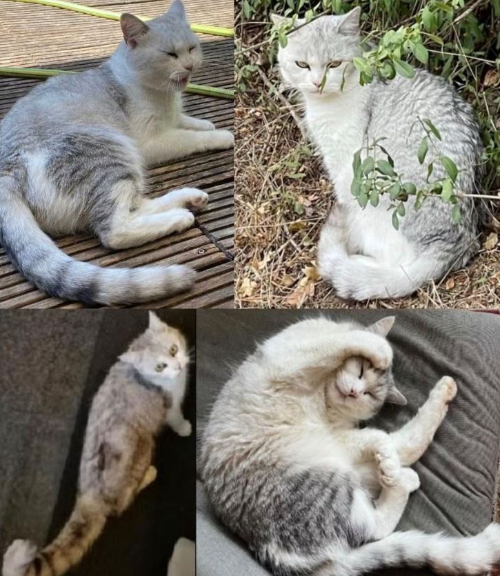 Vermisst: Kater Eddie in 68259 Mannheim-Wallstadt