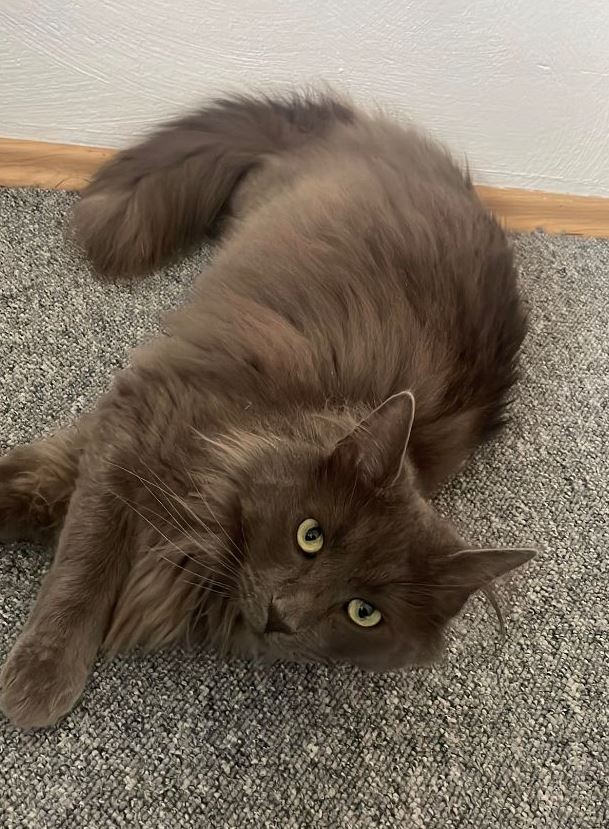 Vermisst: Kater Loki in 67122 Altrip