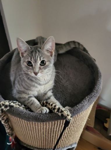 Vermisst: Katze Luna in 68259 Mannheim-Feudenheim