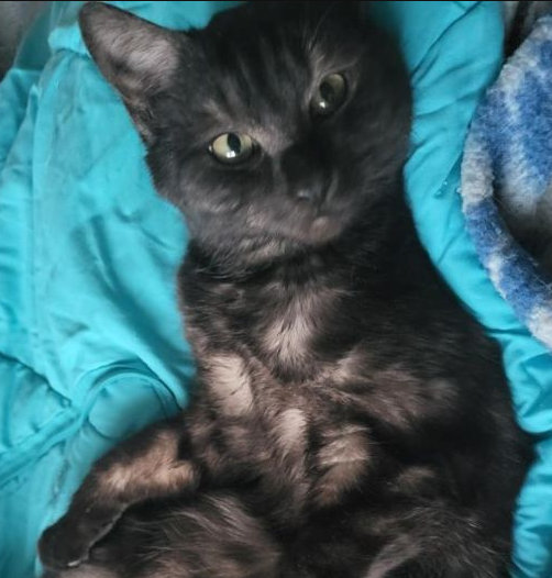 Vermisst: Kater Momo in 68219 Mannheim-Rheinau