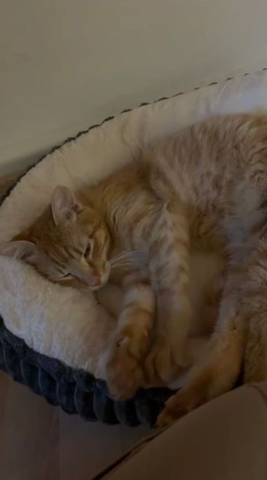 Vermisst: Kater Richi in 67063 Ludwigshafen