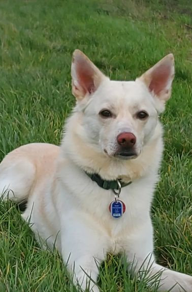 Vermisst: Hund Sammy in 67059 Ludwigshafen