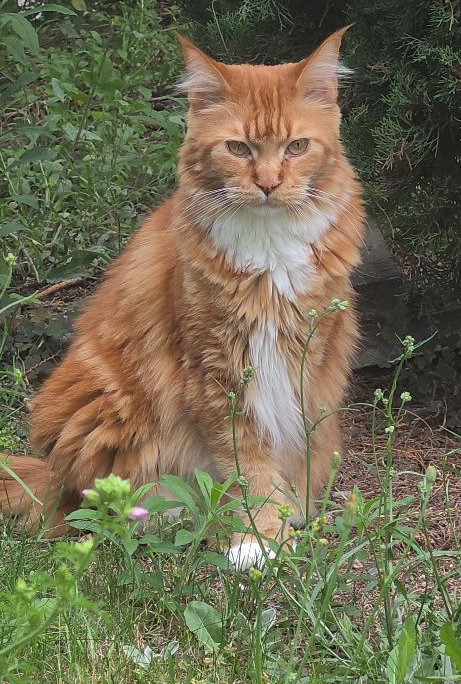 Vermisst: Kater Simba in 68219 Mannheim-Rheinau