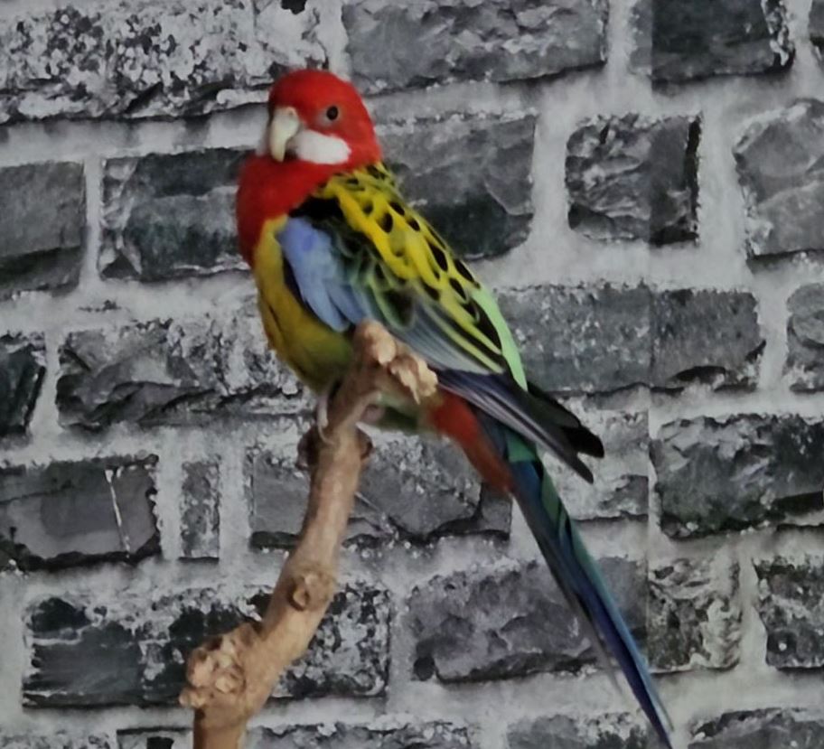 Vermisst: Rosellasittich/Prachtrosella Sukuna in 68309 Mannheim-Vogelstang