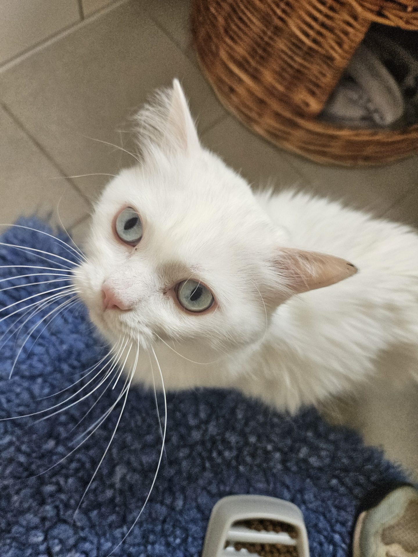 Yuki