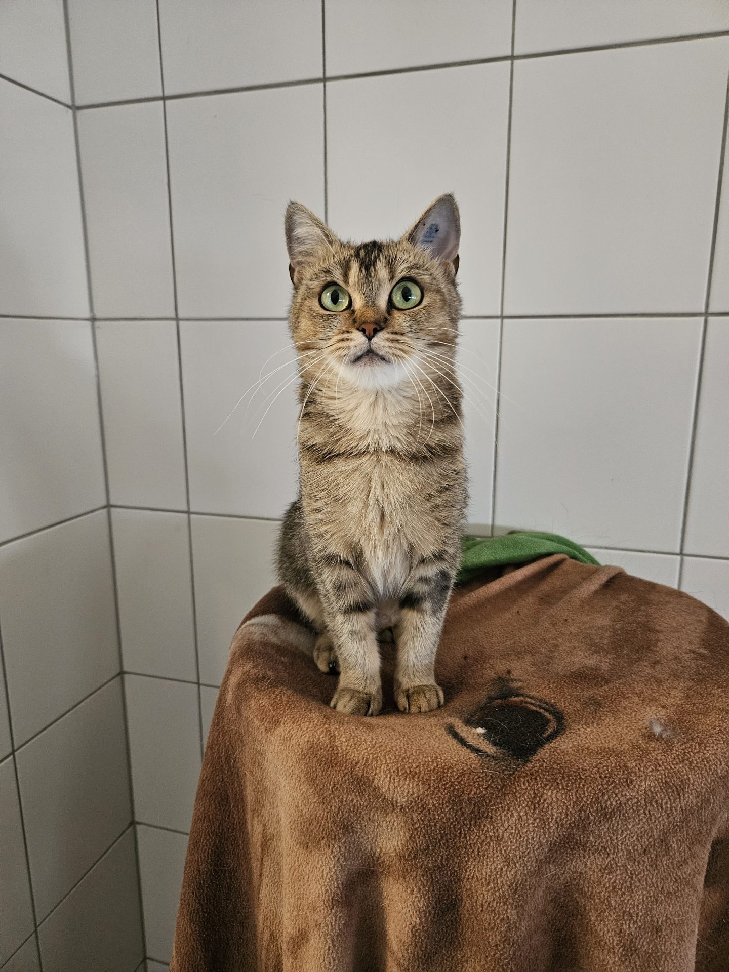 Kiri