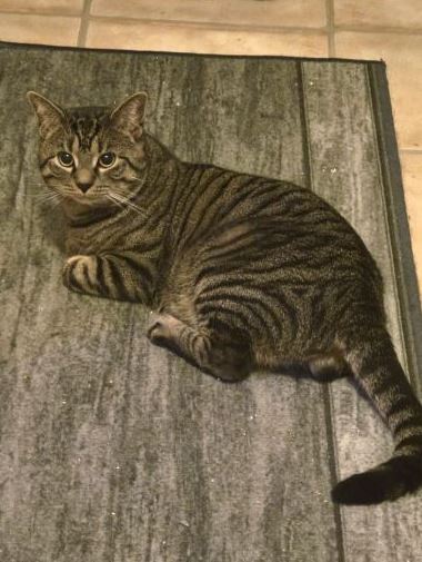 Vermisst: Kater Champa in 68307 Mannheim-Sandhofen