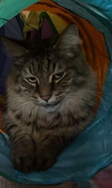Vermisst: Kater Finn in 68219 Mannheim-Rheinau