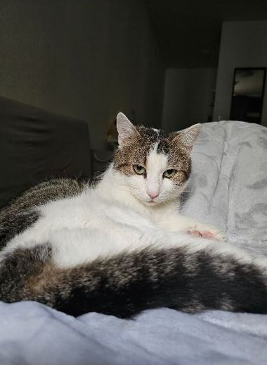 Vermisst: Kater George in 68167 Mannheim-Neckarstadt