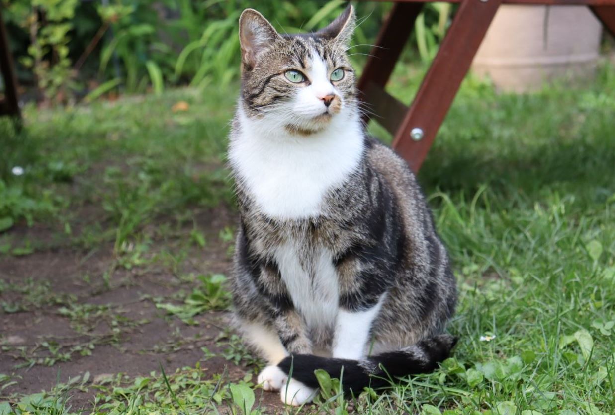 Vermisst: Katze Kisha in 68519 Viernheim