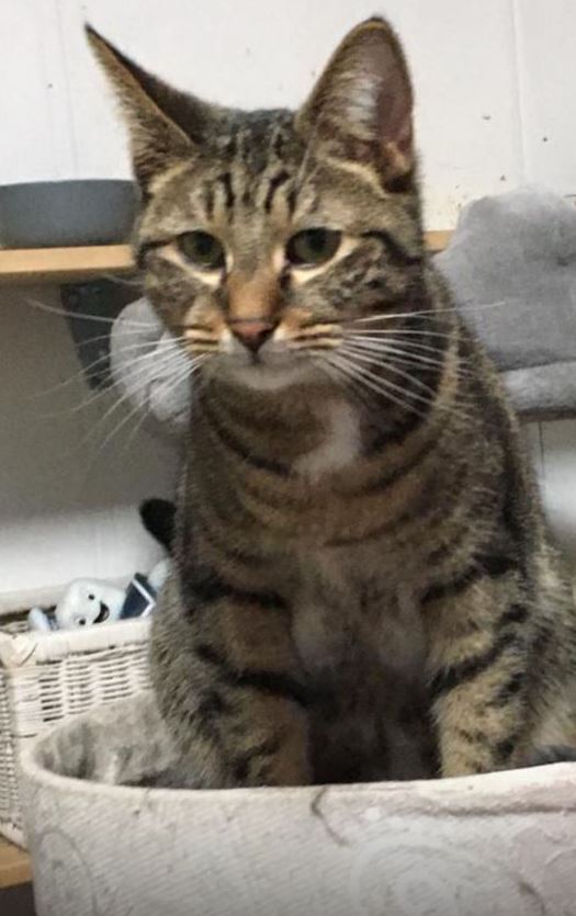 Vermisst: Kater Leo in 68219 Mannheim-Rheinau