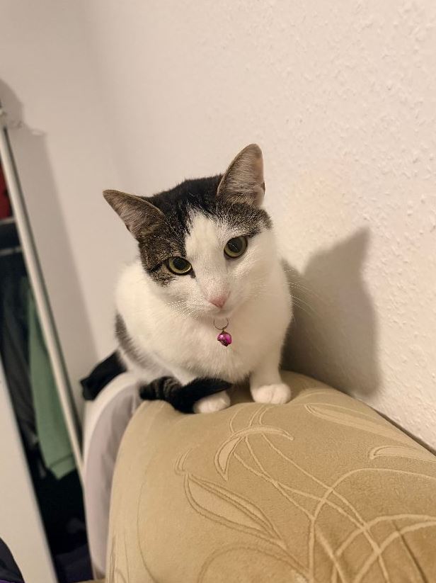 Vermisst: Katze Minnos in 68169 Mannheim-Neckarstadt
