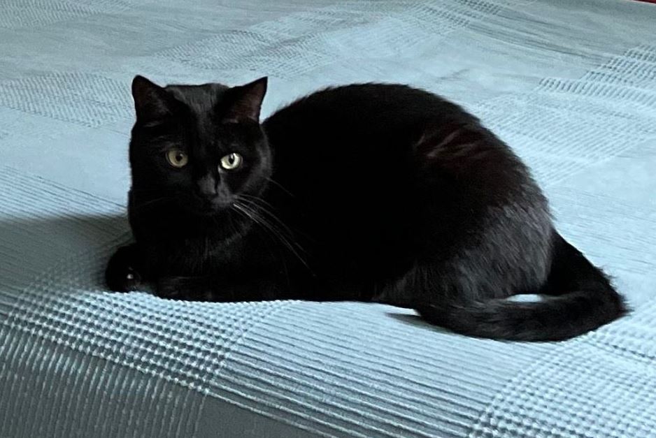 Vermisst: Katze Suki in 68165 Mannheim-Schwetzingerstadt
