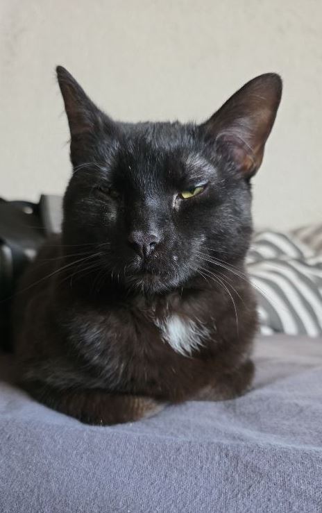 Vermisst: Katze Zeytin in 68169 Mannheim-Neckarstadt