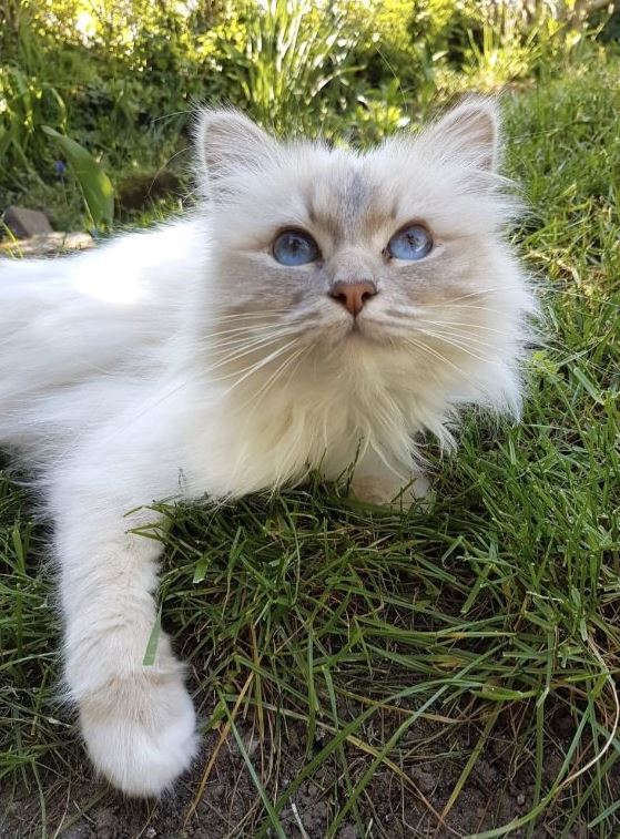 Vermisst: Katze Brunhilde in 68542 Heddesheim