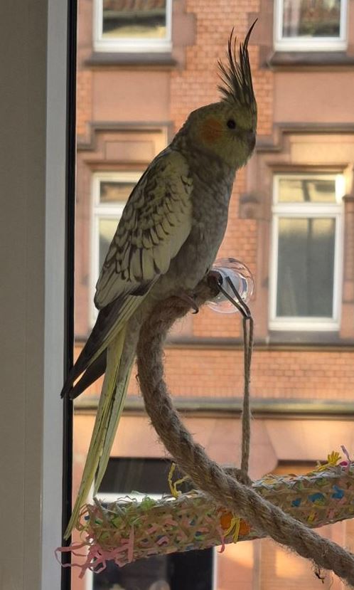 Vermisst: Nymphensittich Cirkin in 68169 Mannheim-Neckarstadt