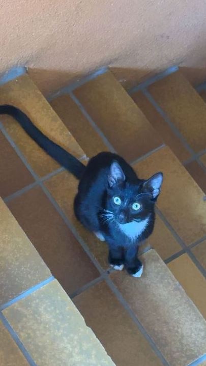 Vermisst: Katze Luna in 68199 Mannheim-Neckarau