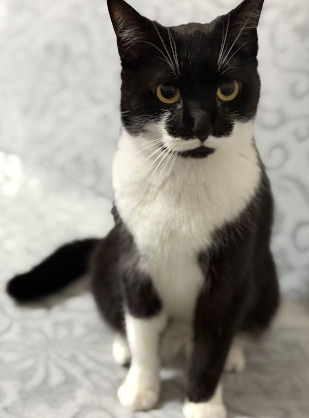 Vermisst: Katze Sam in 68305 Mannheim-Waldhof