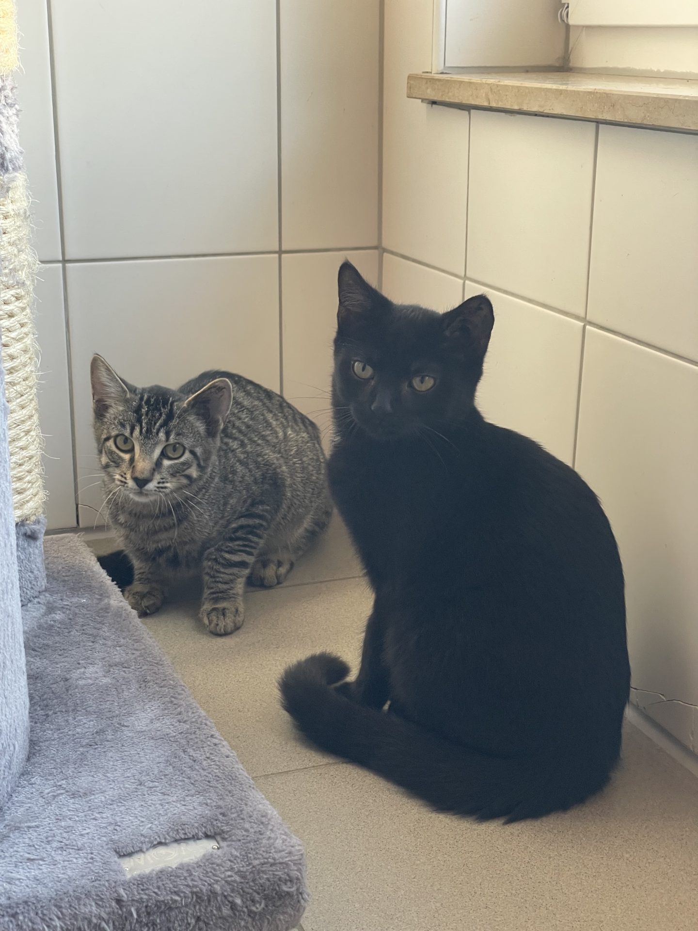 Koda & Kovu